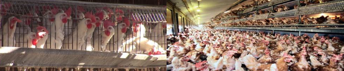 How can California mandate the sale of only cage free&nbsp;eggs?